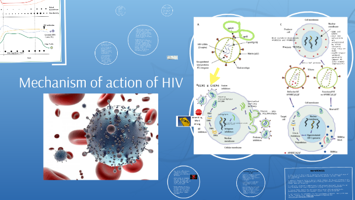 Mechanism of action of HIV by Bernardo Pinto on Prezi