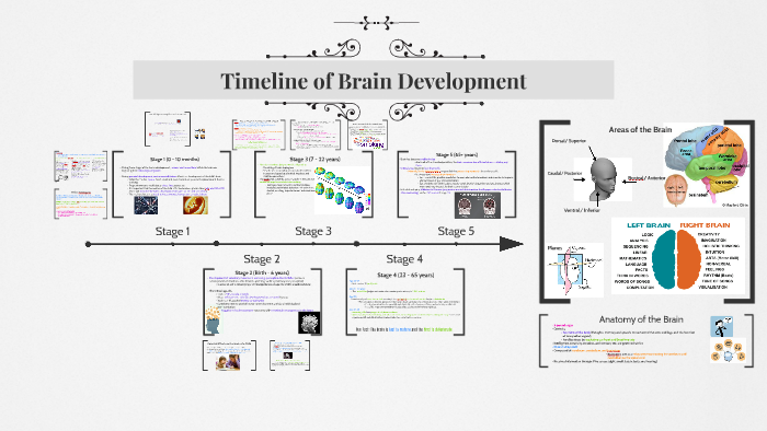 Timeline of Brain Development by