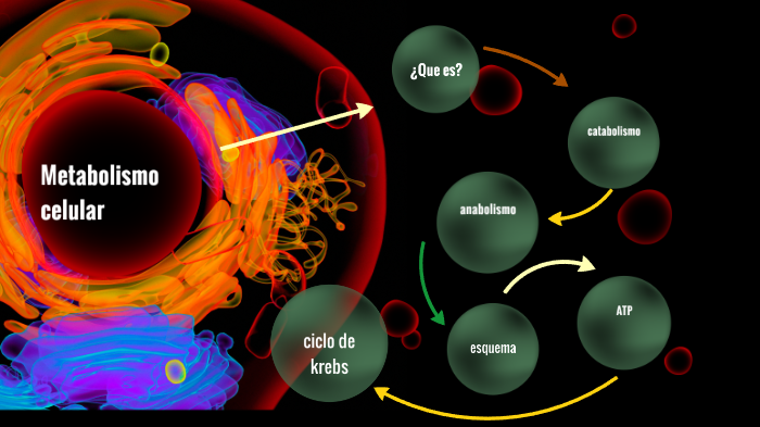 escala de catabolismo anabolismo