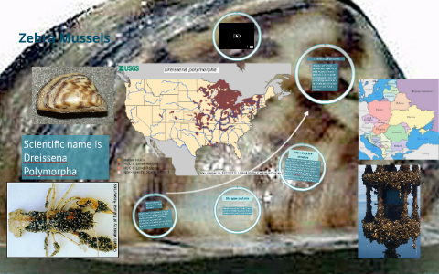 Where did Zebra Mussels come form and how did they get here? by jason