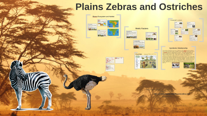 Zebras and Ostridges by E K on Prezi Next