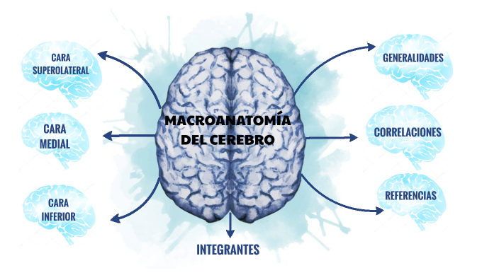 MAPA MENTAL CEREBRO NEUROANATOMIA by Oscar Daniel Goyes on Prezi Next