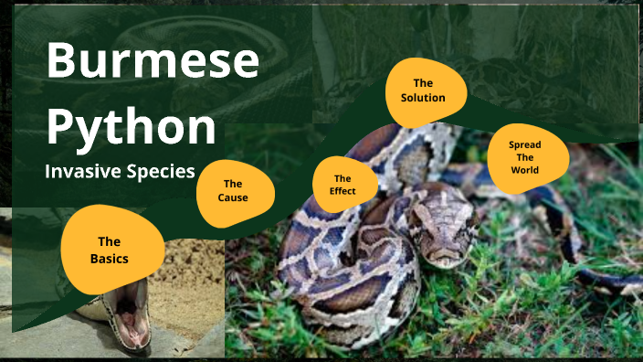 Invasive Species- Burmese Python by LAUREN VOLL on Prezi