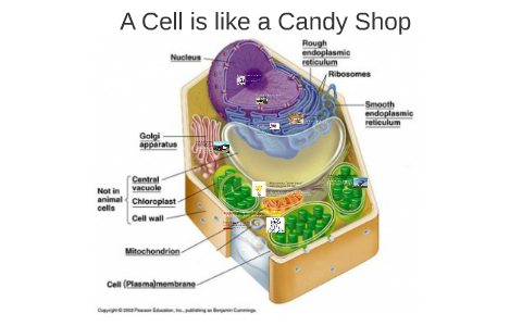 plant cell golgi body candy