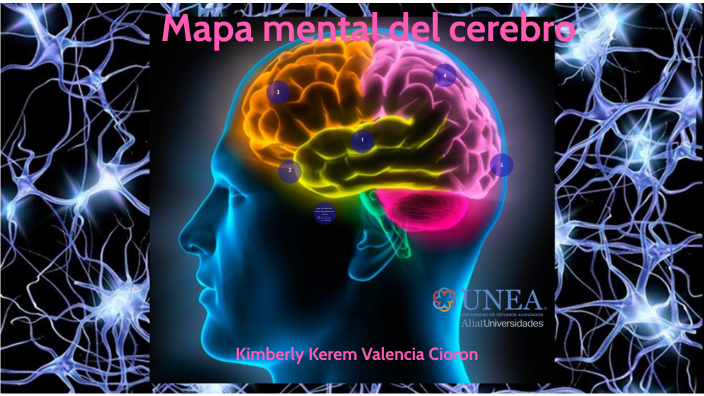 Mapa mental del cerebro by Kimberly Valencia Cioron on Prezi Next