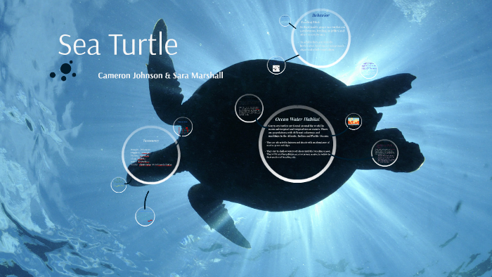 Sea Turtle by Cameron Johnson on Prezi
