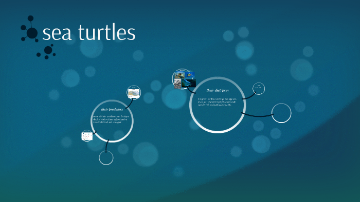 sea turtles by owen liller on Prezi
