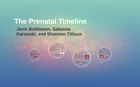 The Prenatal Timeline By Savanna Karwoski On Prezi