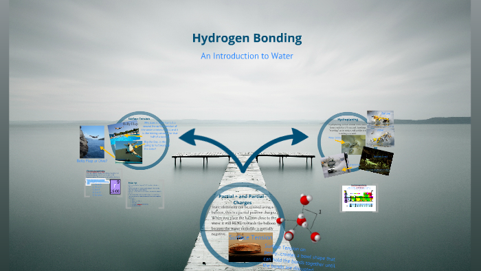 Hydrogen Bonding By Nicole Scism On Prezi