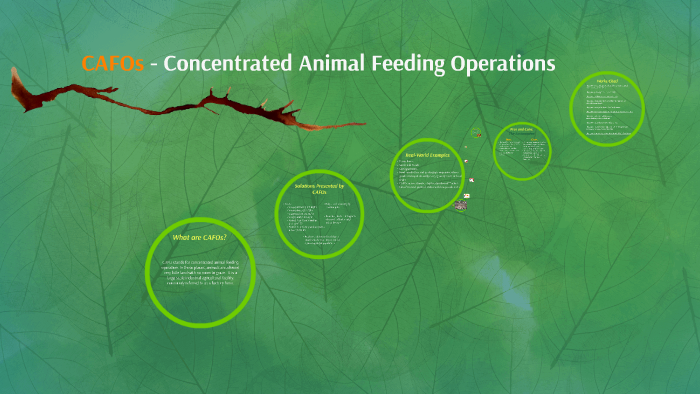 CAFOs - Concentrated Animal Feeding Operations By Erin Monforti On Prezi