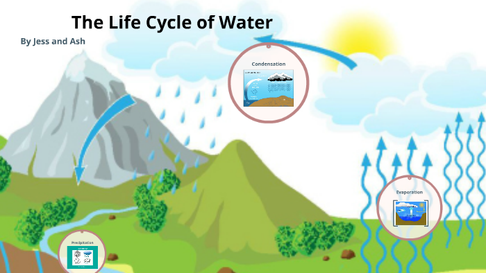 The Life Cycle of Water by Ashleigh Hutt