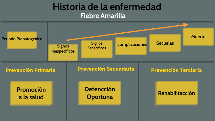 Fiebre Amarilla Historia Natural De La Enfermedad