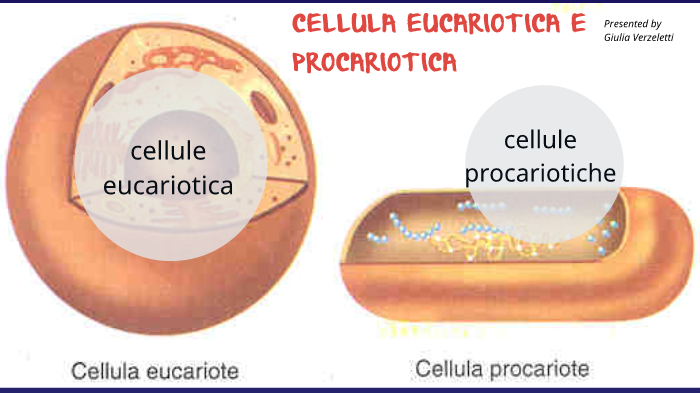 eucarioti e procarioti