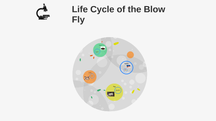 Life Cycle of the BlowFly by Bethan Twist on Prezi