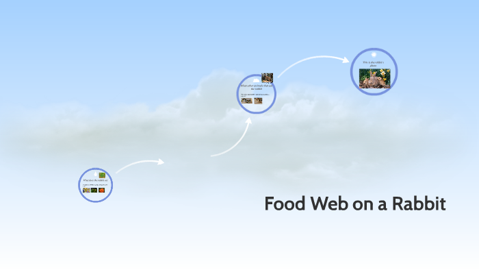 Food Web on a Rabbit by amber jarnell on Prezi