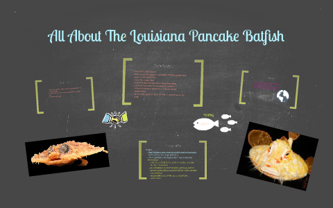 All About The Louisiana Pancake Batfish by Jahnavi S on Prezi