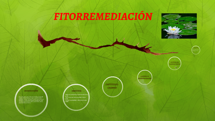 FITORREMEDIACIÓN by Kely Rosales on Prezi Next