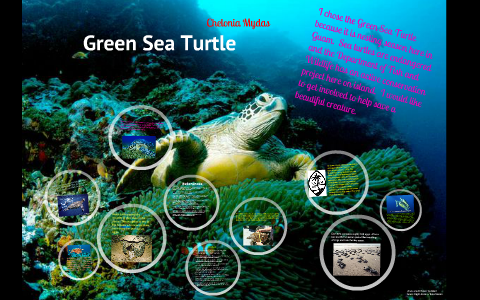 Green Sea Turtle by Richelle Rodriguez on Prezi