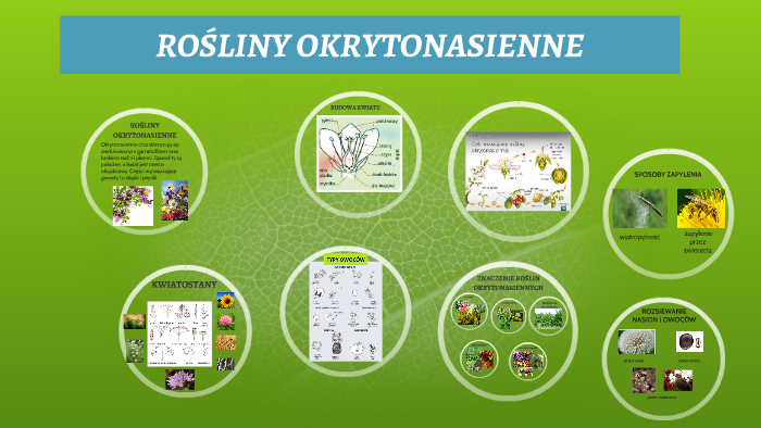 ROŚLINY OKRYTONASIENNE by Anna Głąbińska on Prezi