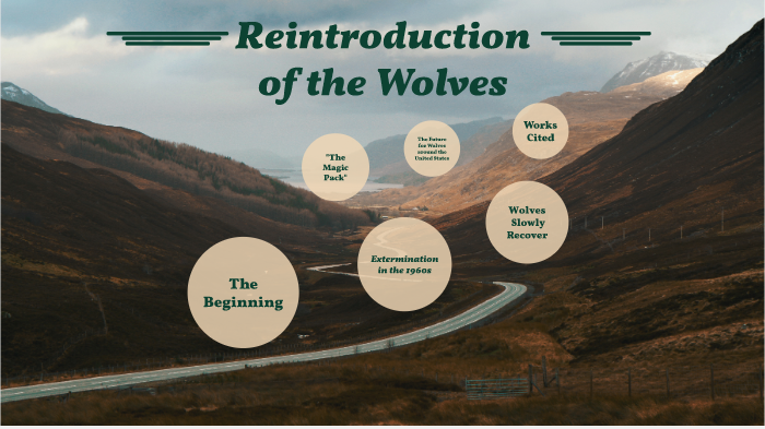 reintroduction of non experimental wolves