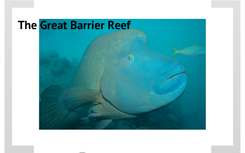 Leath Ramsay Great Barrier Reef by Leath Ramsay on Prezi