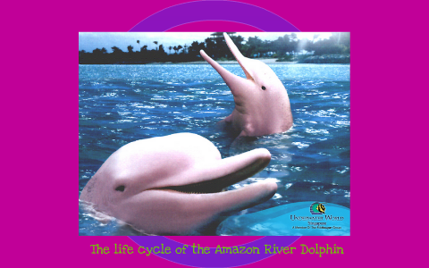 The Life Cycle Of The Amazon River Dolphin By Laura Libro