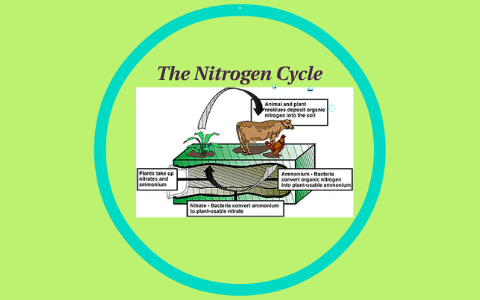 The Nitrogen Cycle by Trevor Rodrigues on Prezi