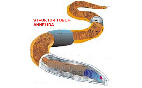 STRUKTUR TUBUH ANNELIDA by Latiefia Naenda