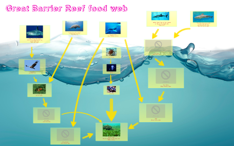 The Great Barrier Reef Food Web