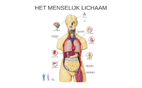 HET MENSELIJK LICHAAM by on Prezi