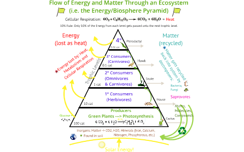 Flow of Energy and Matter through an Ecosystem by Michael Horstmeyer on ...
