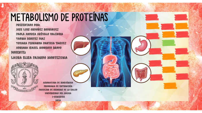 Esquema De Metabolismo De Proteínas By Luis Ordoñez 0157