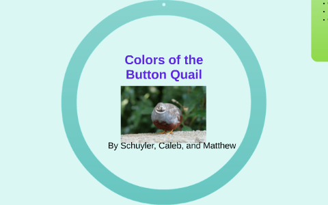 Button Quail Color Chart