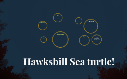 Hawksbill Sea turtle by oyinemily gooberglossy on Prezi