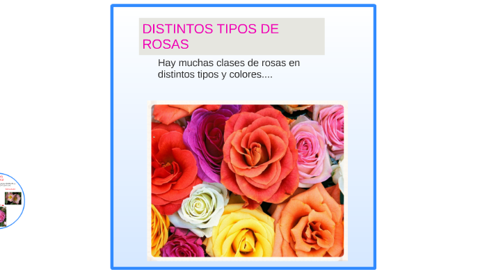 DISTINTOS TIPOS DE RROSAS by Sandry Gomez