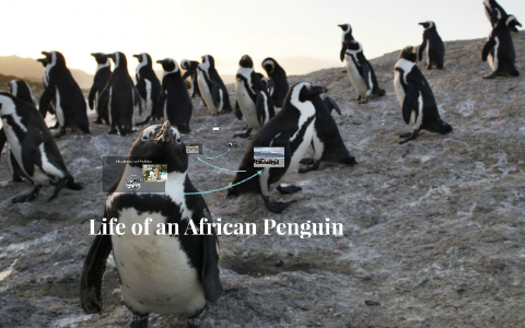 Life Cycle of an African Penguin by Maddy Shamburger on Prezi