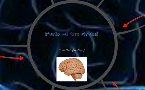Parts of the Brain by Luke Bartlett on Prezi