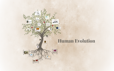 Human Evolution by Brian Mulcahey on Prezi