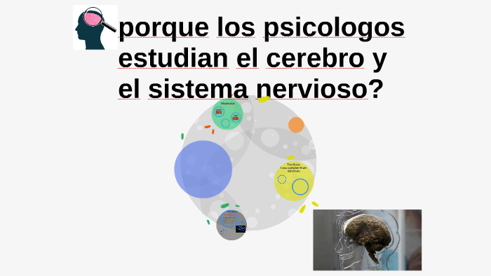 Porque Los Psicologos Edtudian El Cerebro Y El Sistema Nervi By Simara 