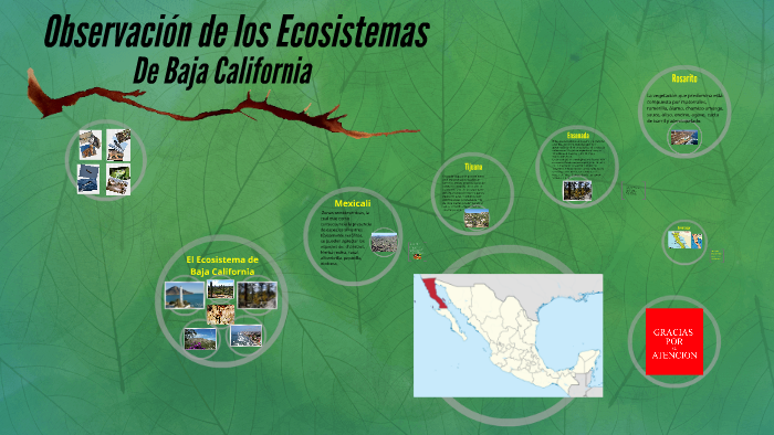 Observación de los Ecosistemas by Fany Garcia on Prezi