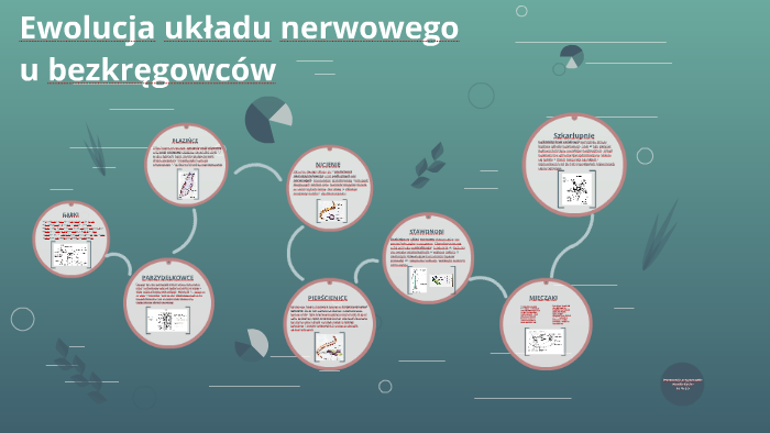 Ewolucja układu nerwowego u bezkręgowców by Kamila Gąsior on Prezi
