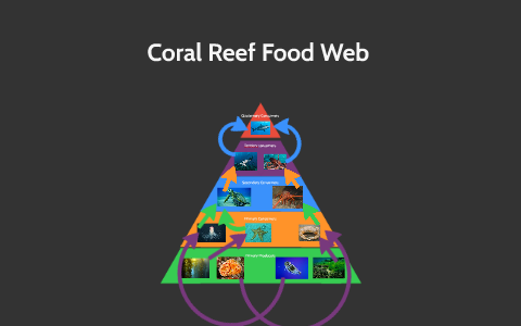 Coral Reef Food Web By Cheyenne Mutschelknaus   Trolpmln6oodwqnnnamgdav7il6jc3sachvcdoaizecfr3dnitcq 3 0 