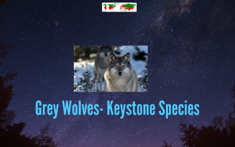 Grey Wolves- Keystone Species by hannah lyytikainen on Prezi