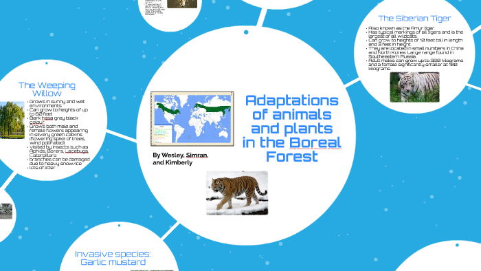 Adaptations of animals in the Boreal Forest by bob joe