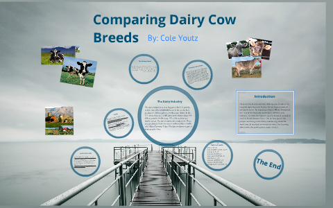 Comparing Dairy Cow Breed by Cole Youtz on Prezi