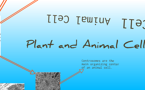 Plant and Animal Cell Project by Courtney Bortz on Prezi