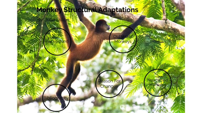 monkey-adaptations-by-julia-dillon-on-prezi