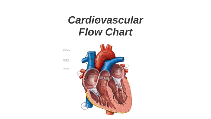 Cardiovascular Flow Chart