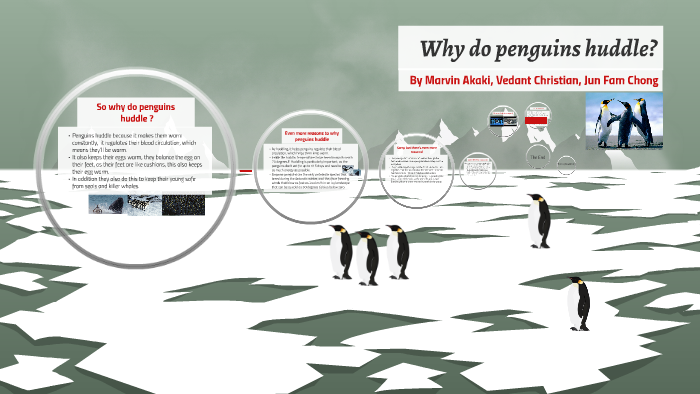 Why do penguins huddle? by Marvin Akaki on Prezi