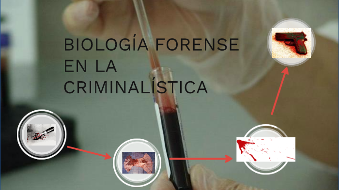 Biologia Forense En Criminalistica By Belén Rivera Llerena On Prezi